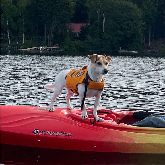 Ruffwear Dog Float Coat Life Jacket - Size XXS - Picture 10 of 14